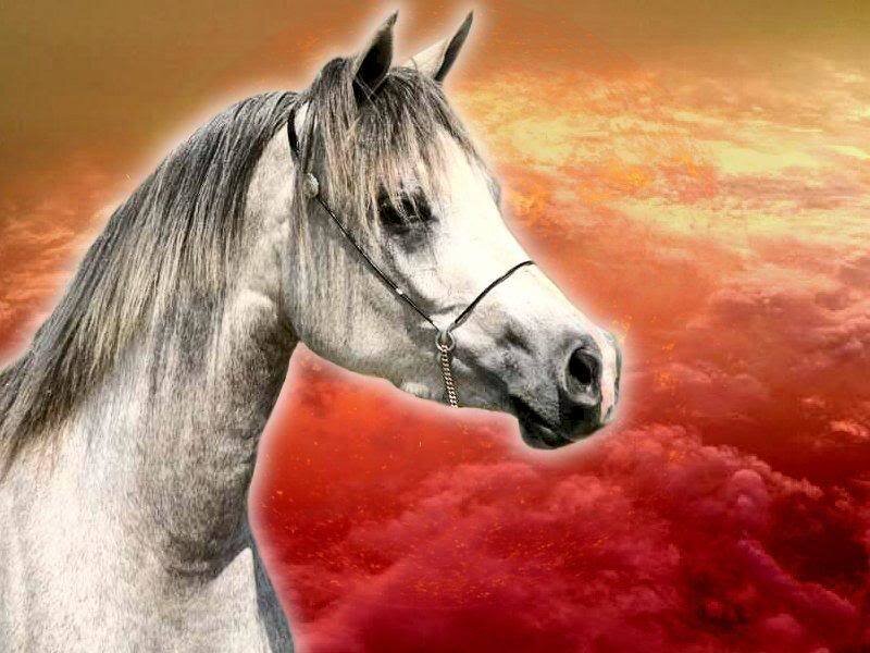 White Horse Head — Red