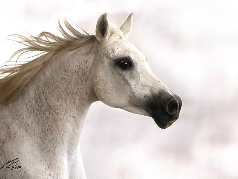 White Horse Head — Serene, Photograph, Mane