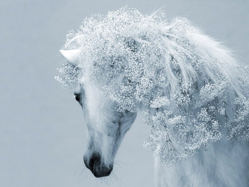 White Horse Head — Serene, Photograph