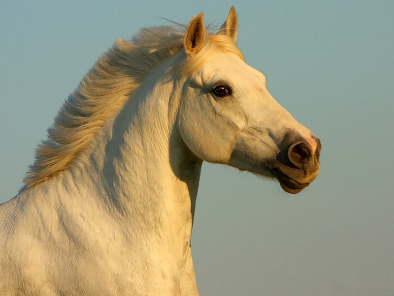 White Horse Head — Serene, Sunset, Photograph, Sky