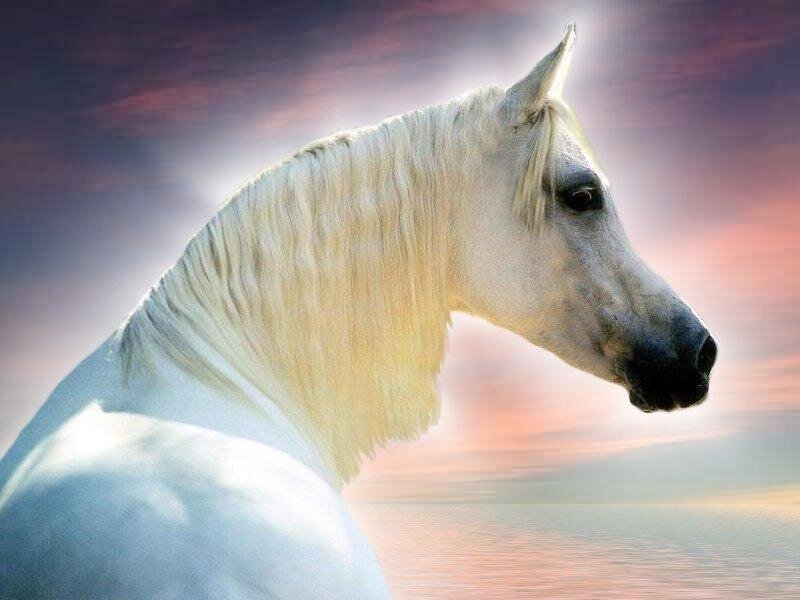 White Horse Head — Serene, Sunset, Photograph