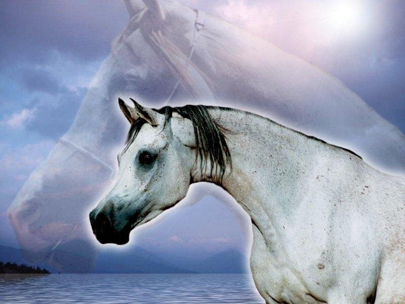 White Horse Head — Serene, Sunset