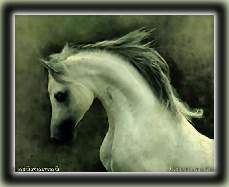 White Horse Head — Serene