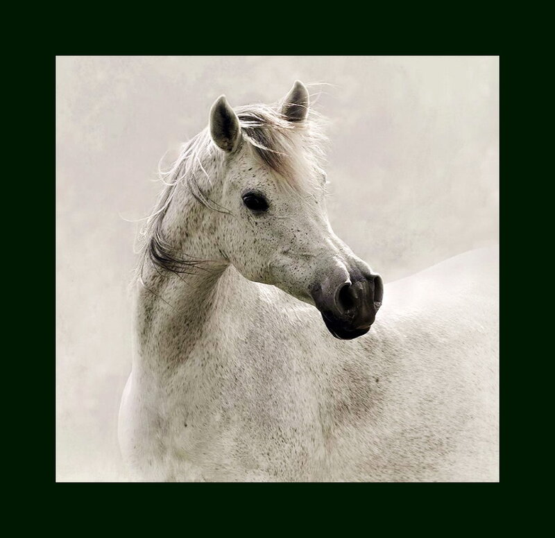 White Horse Head