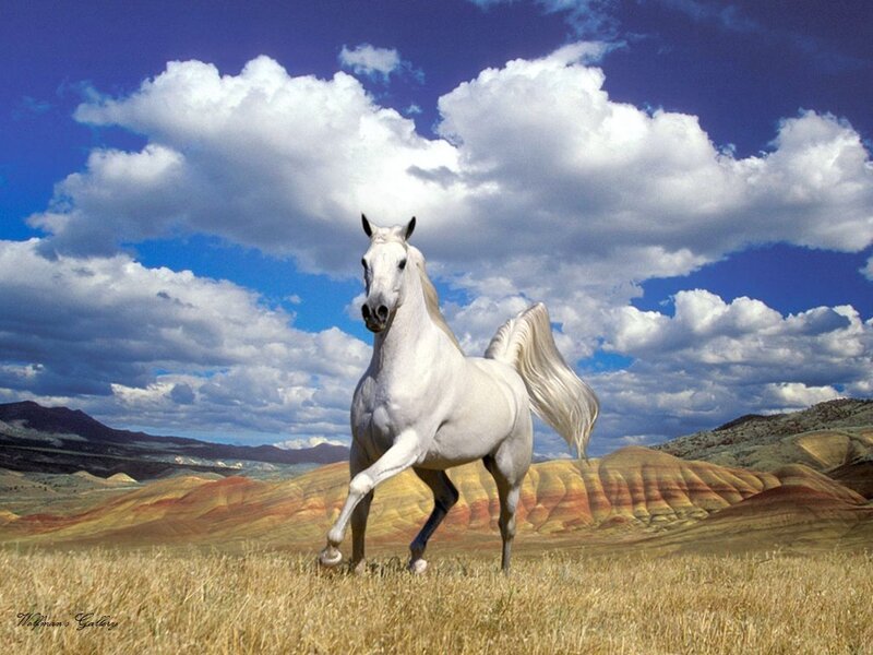 White horse in a colorful landscape