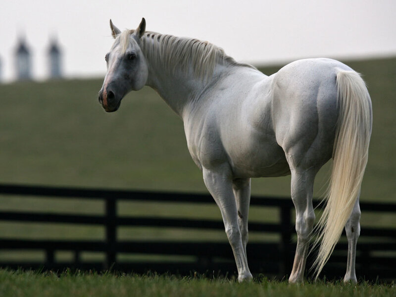 white horse in a field
