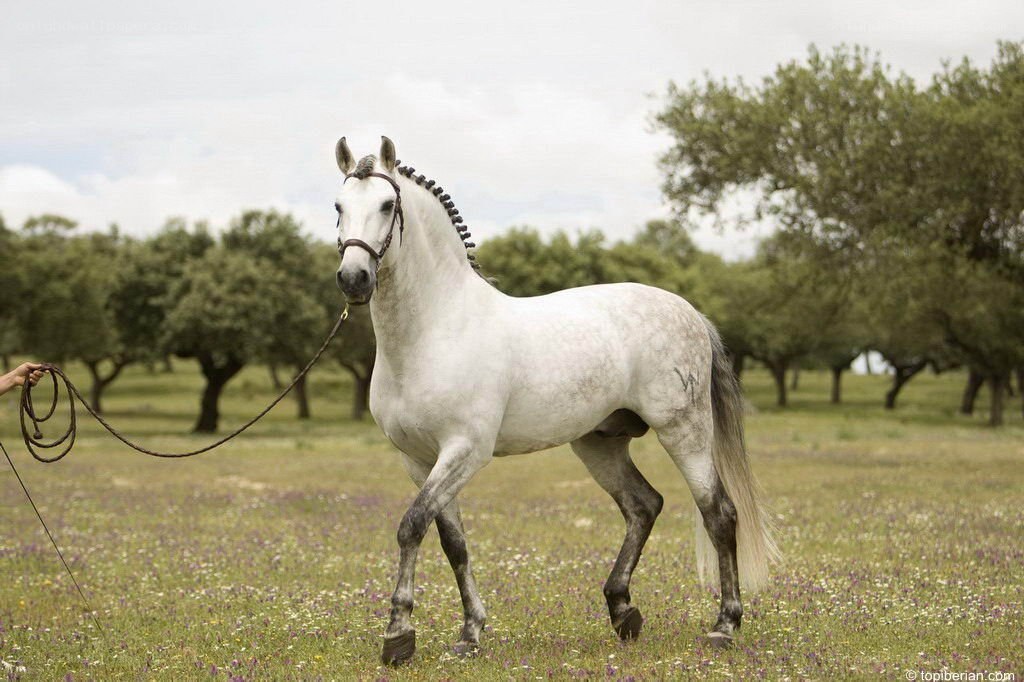 white horse in a field