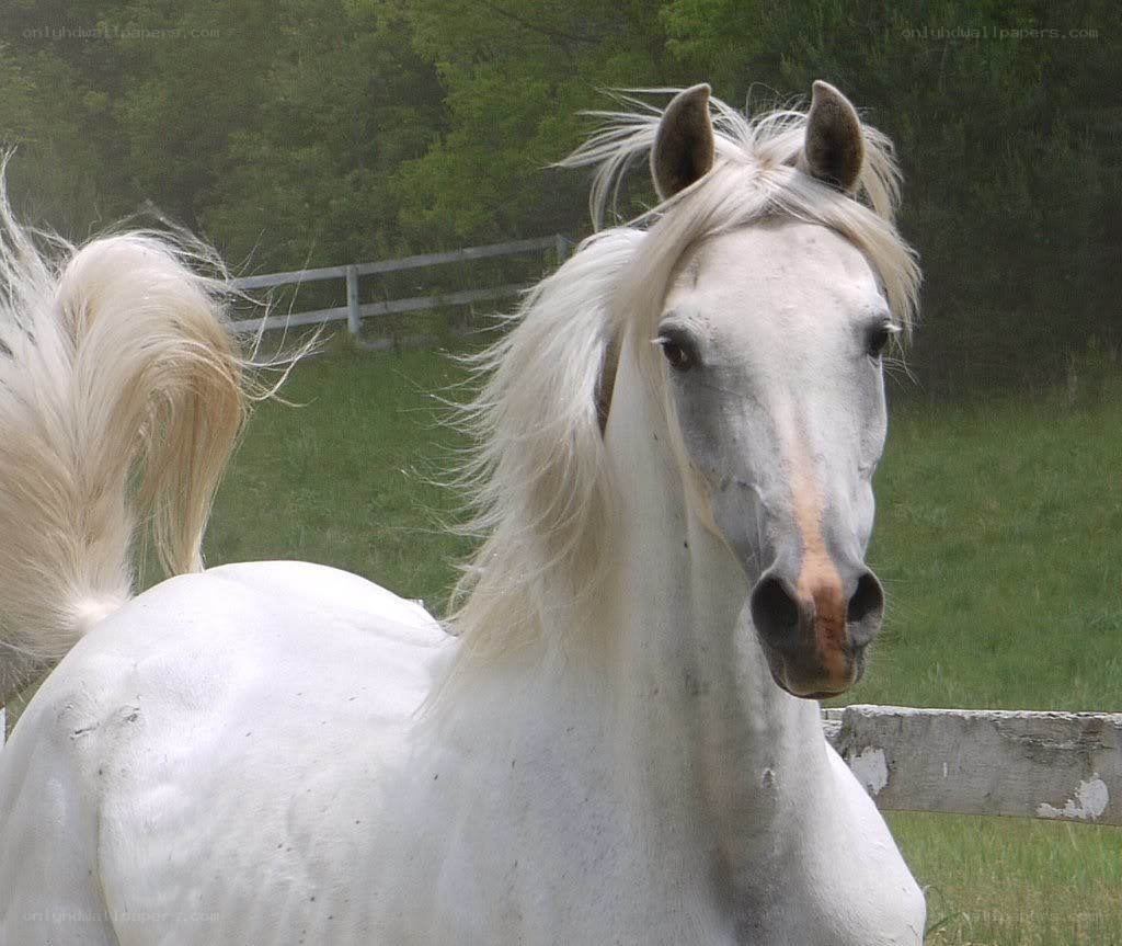 white horse in a field