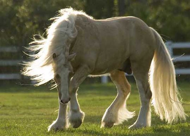 white horse in a field
