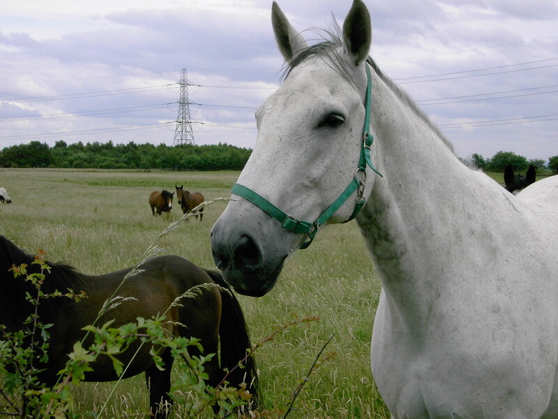 White horse in a field