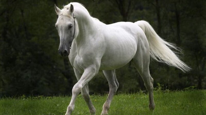 white horse in a field