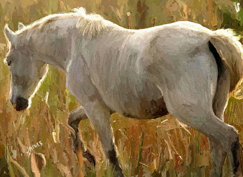 White horse in a field