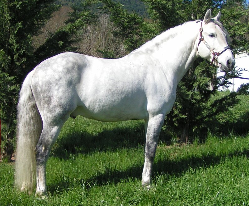 white horse in a field