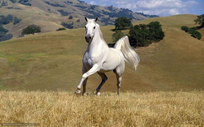 White horse in a field