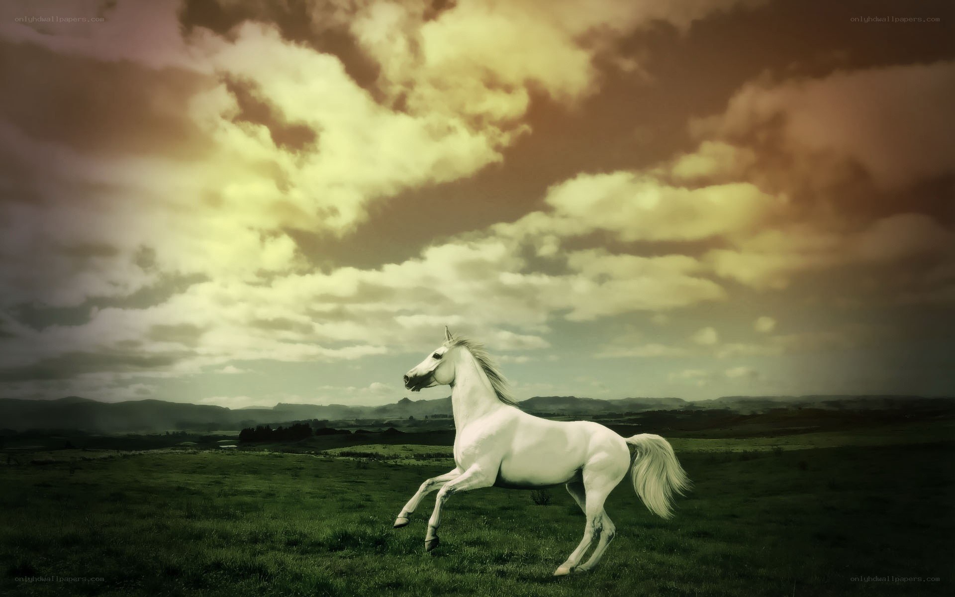 White horse in a field