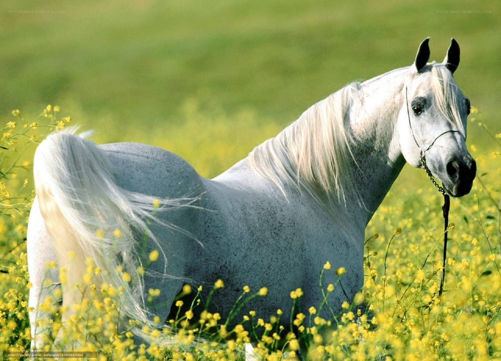 White horse in a field of flowers