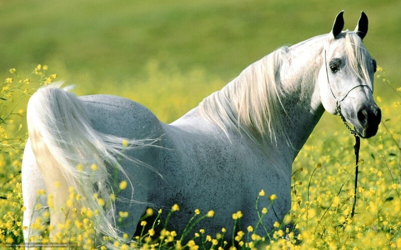 White horse in a field of flowers
