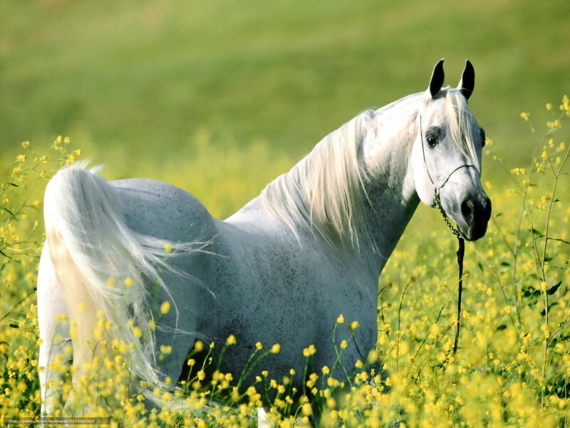 White horse in a field of flowers