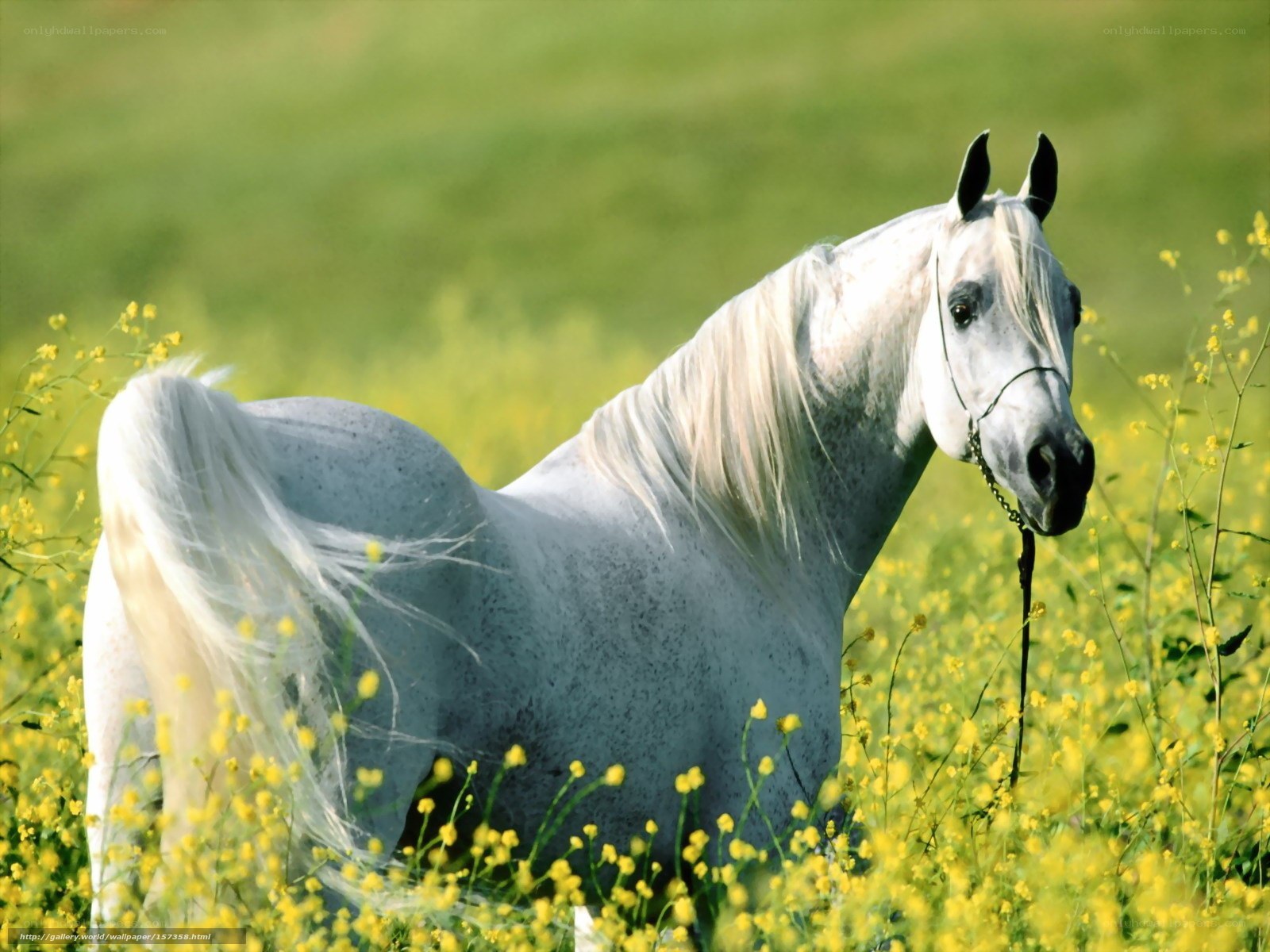 White horse in a field of flowers