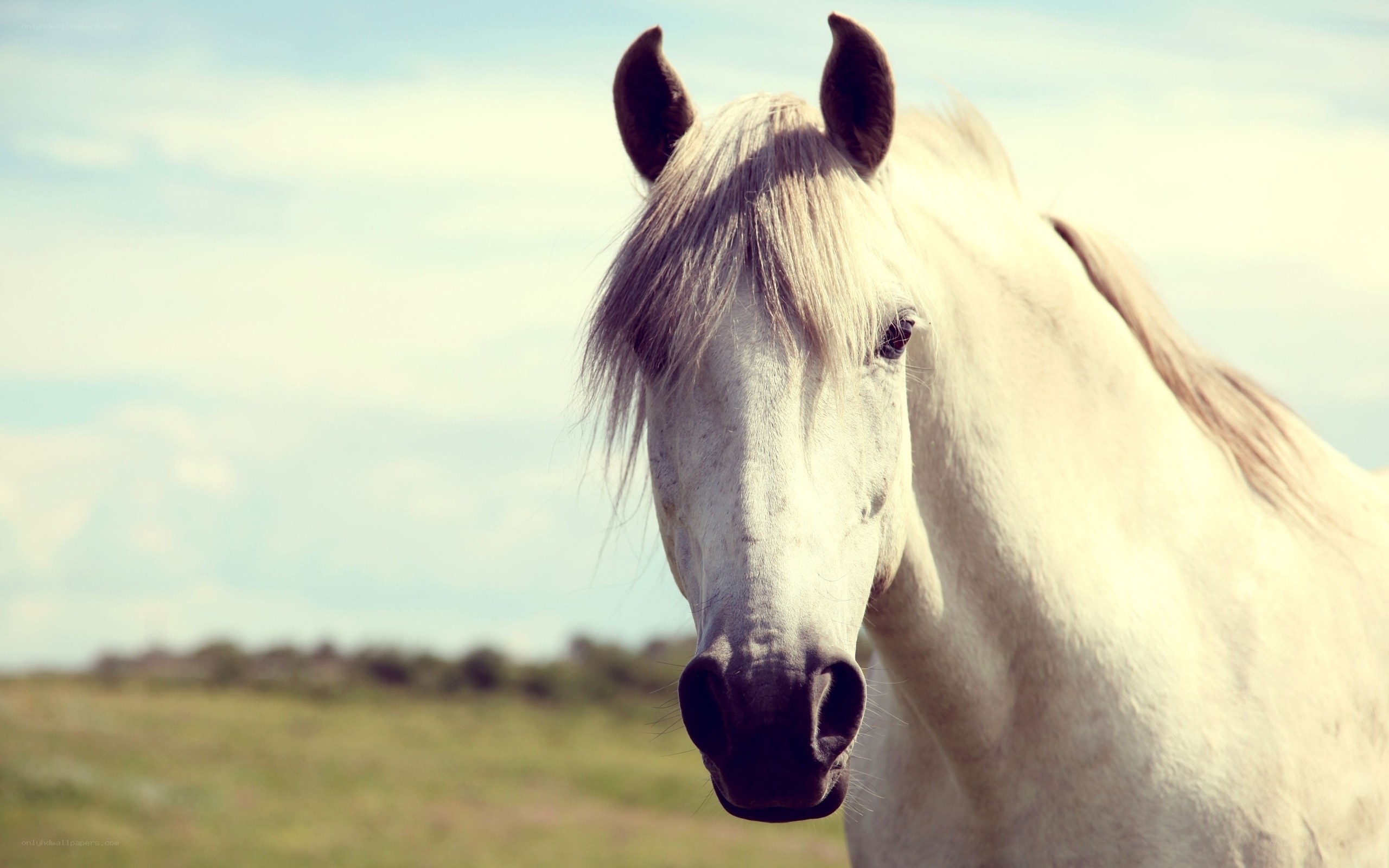 white horse in a field