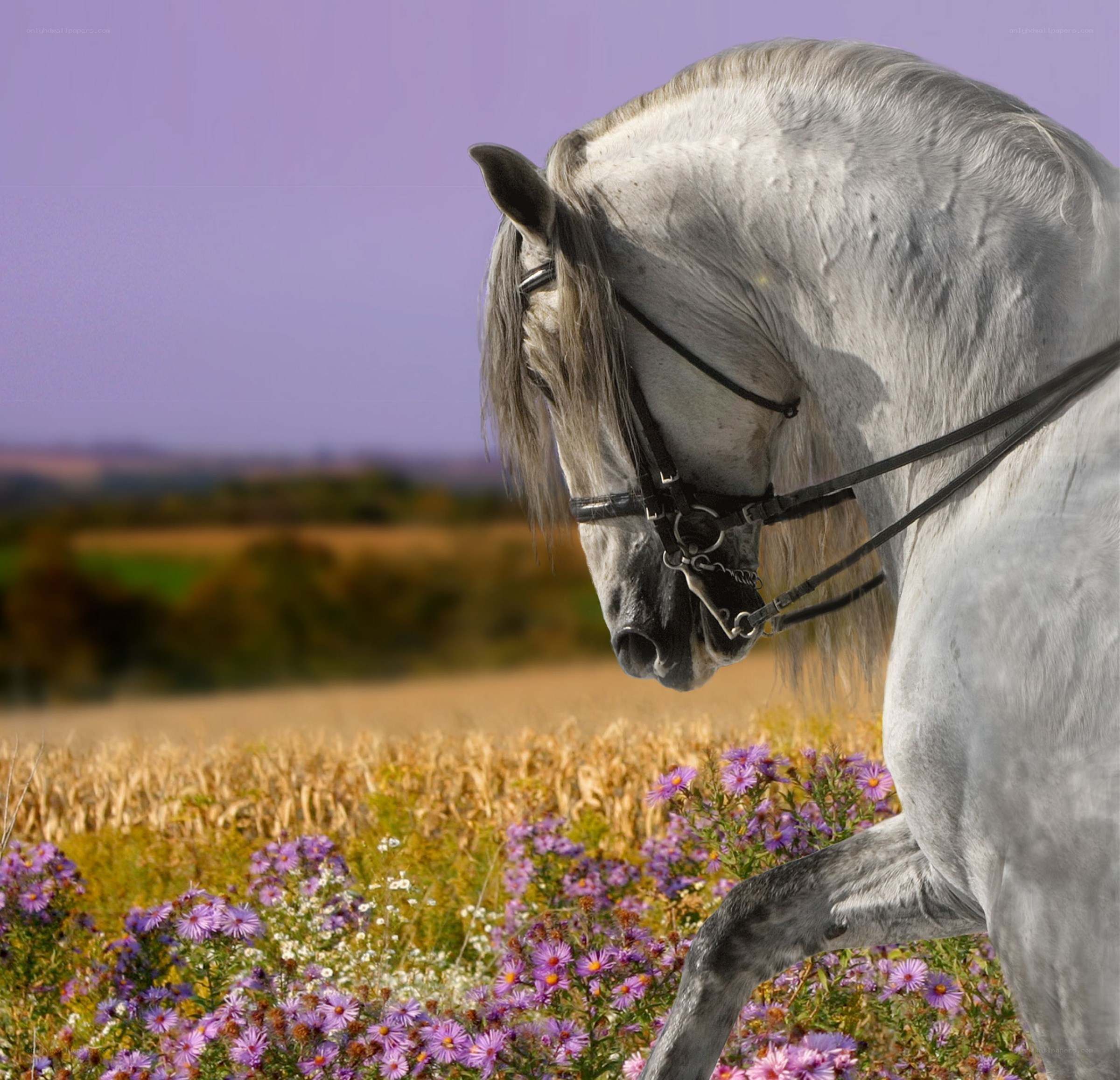 White horse in a flower field
