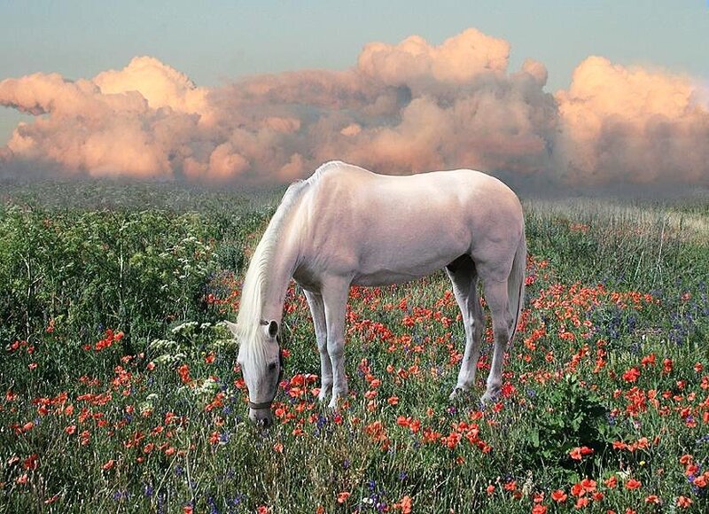 White horse in a flower field