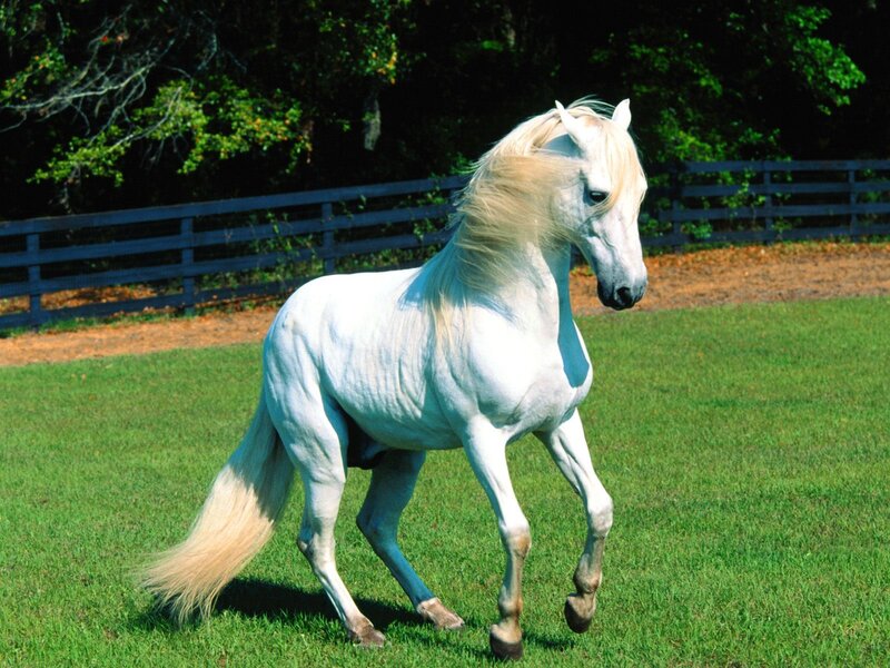 White horse in a grassy field