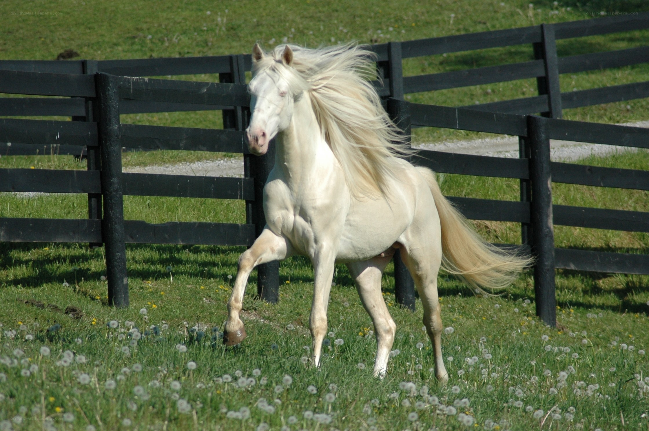 White horse in a grassy field