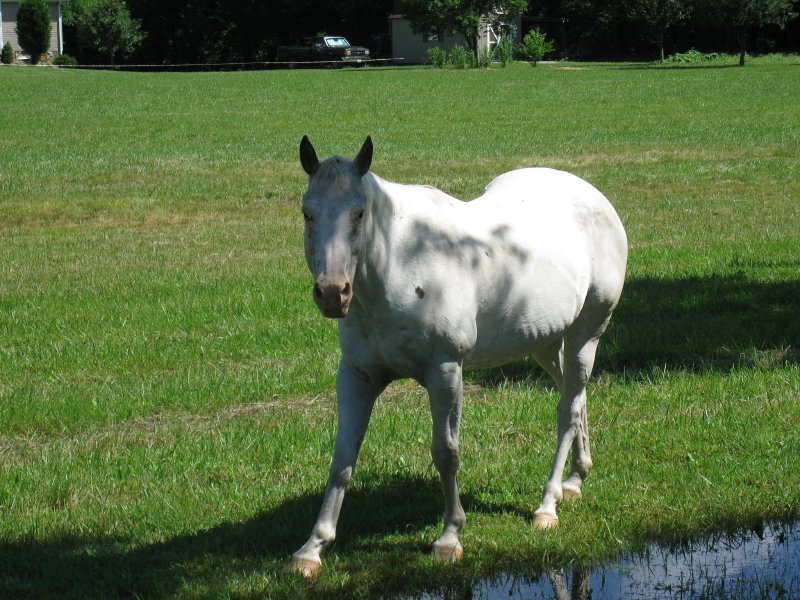 White horse in a grassy field