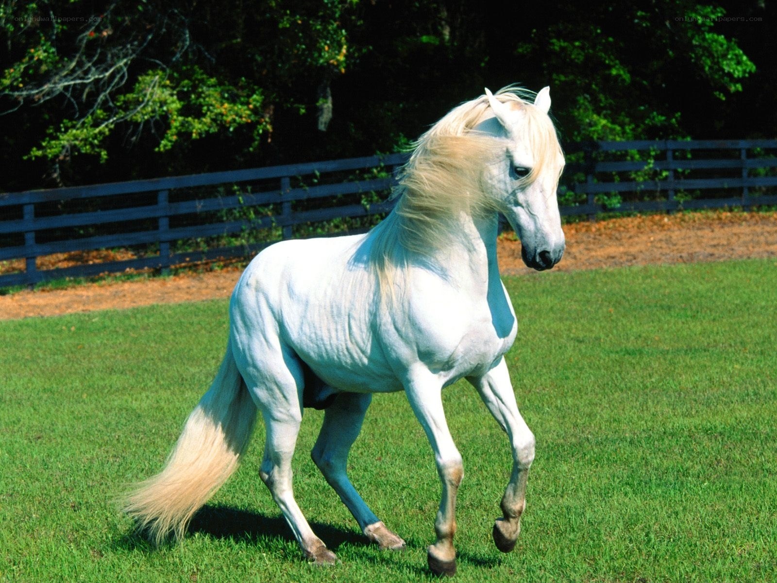 White horse in a grassy field