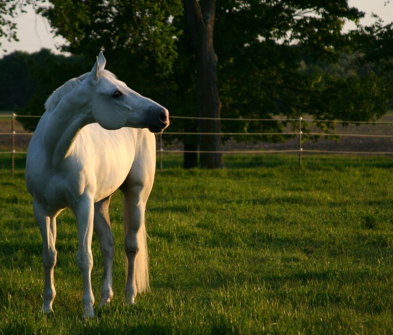 White horse in a green field