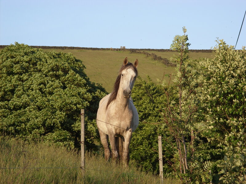 White horse in a green field