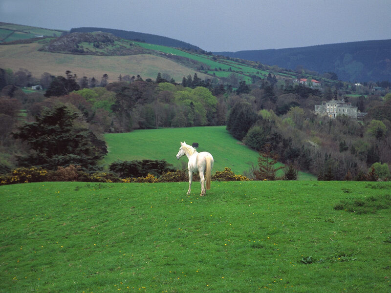 White horse in a green field