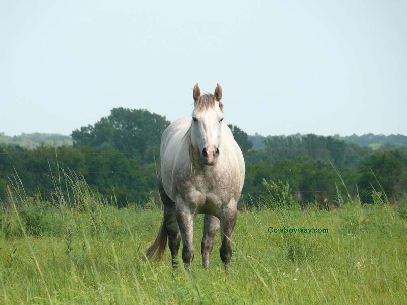 white horse in a green field