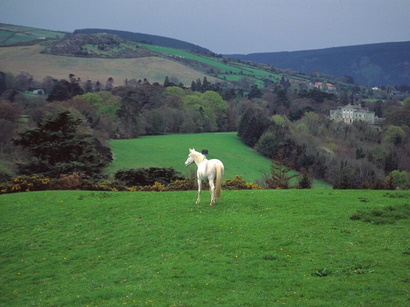 White horse in a green field