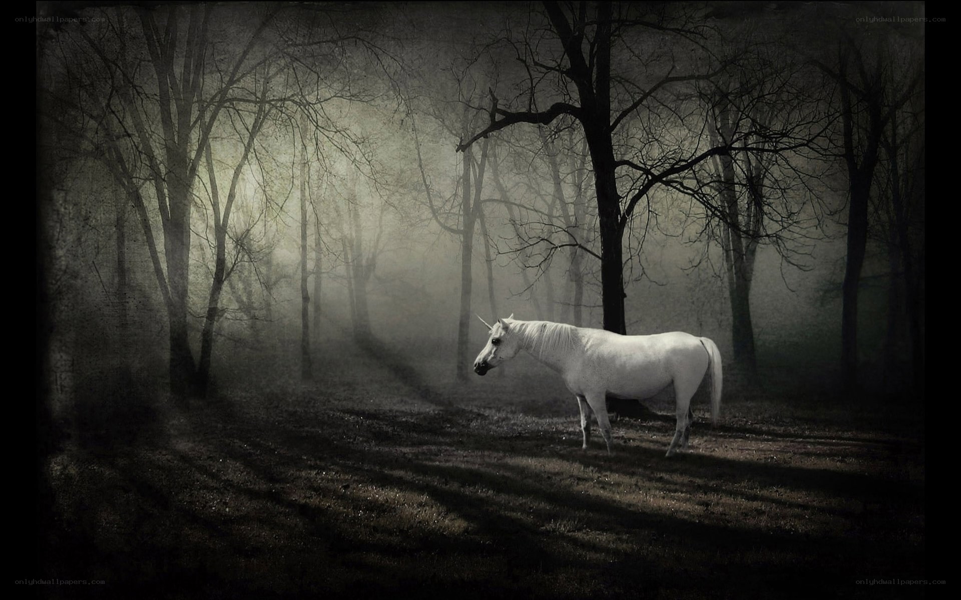 White horse in a misty forest