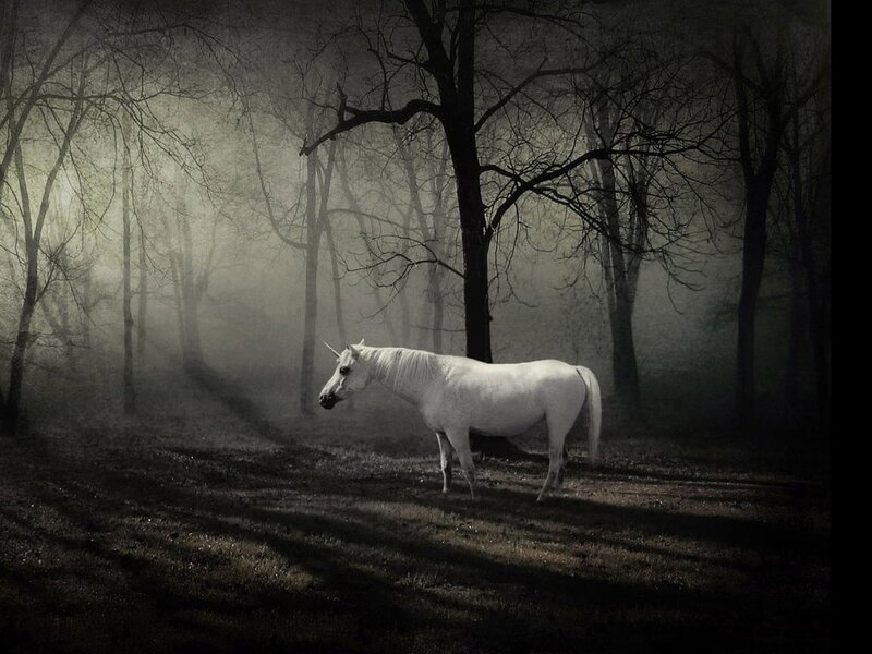 White horse in a misty forest