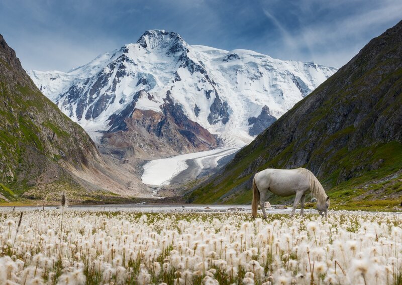 White horse in a mountain valley