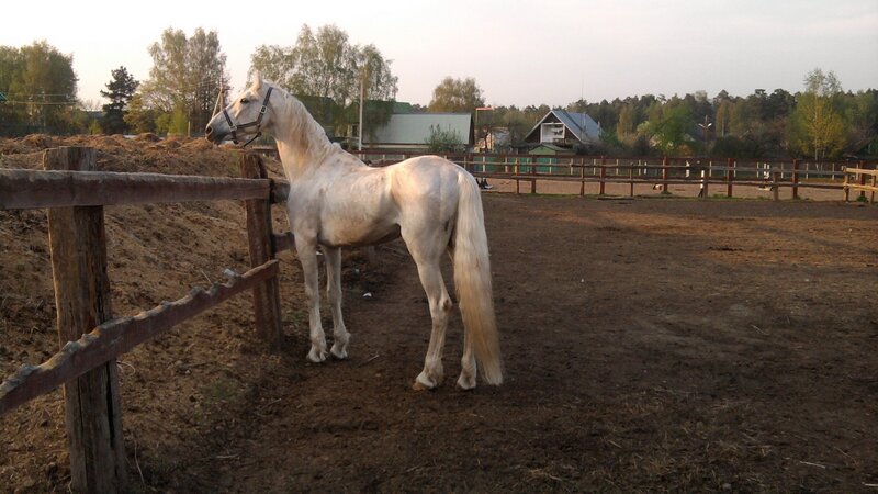 White horse in a paddock