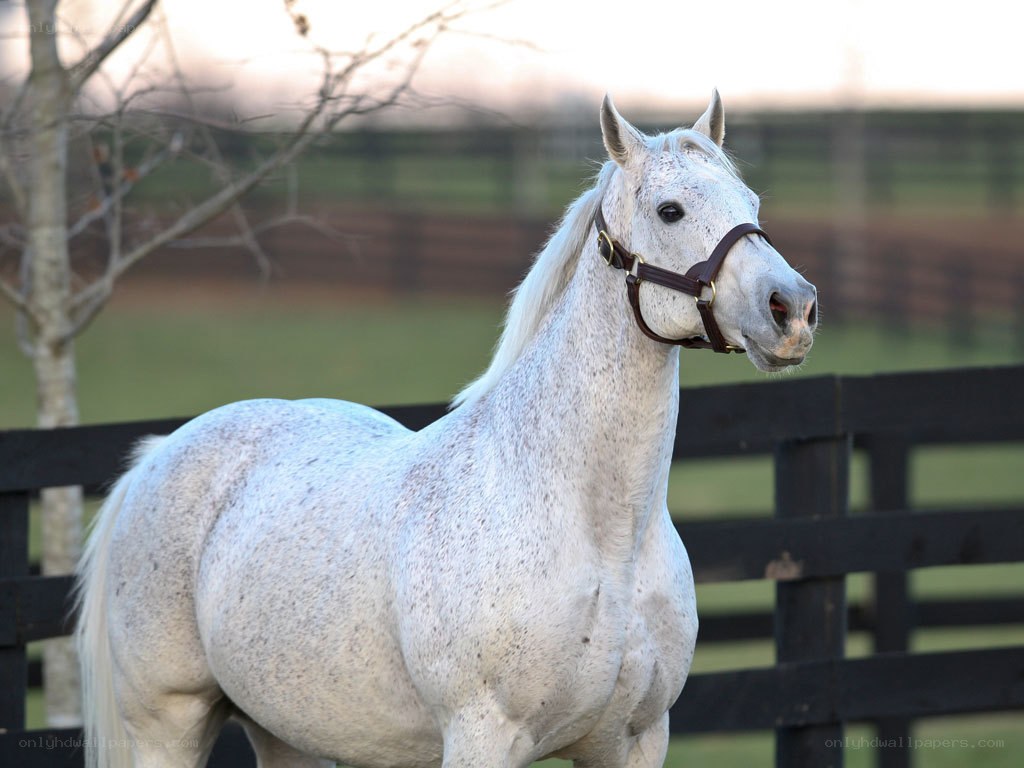 white horse in a paddock