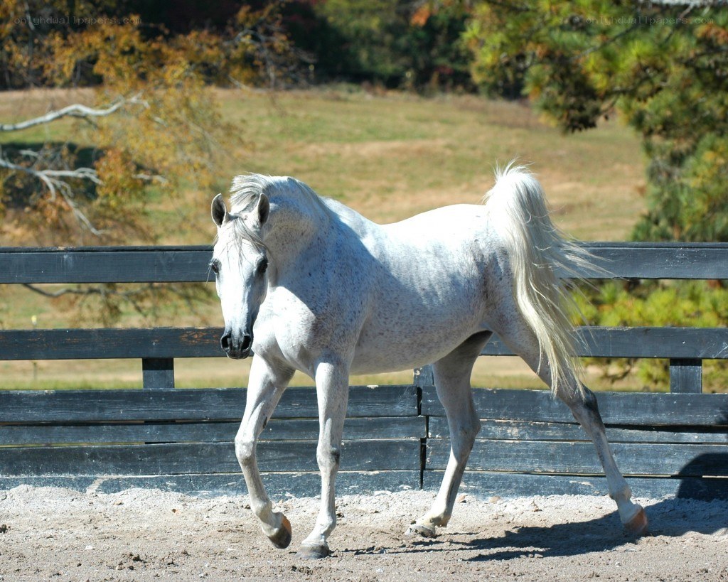 white horse in a paddock