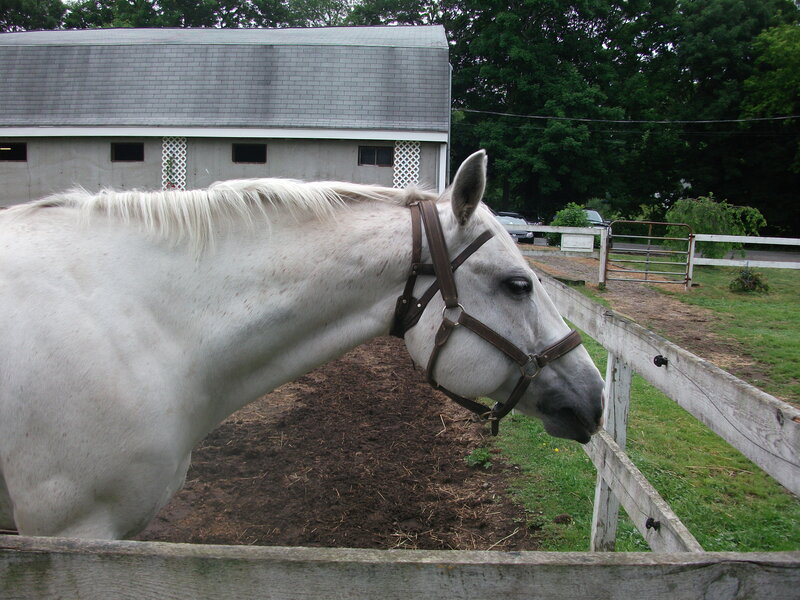 white horse in a paddock