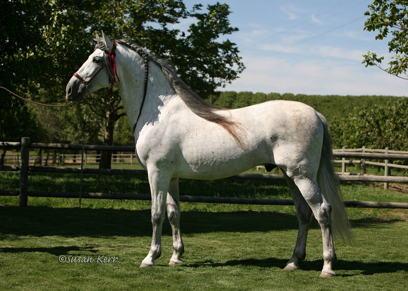 White horse in a paddock