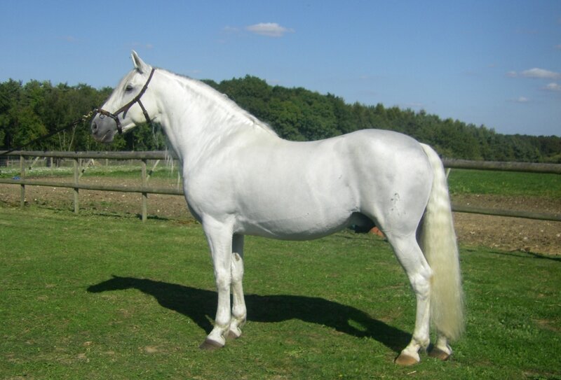 white horse in a paddock