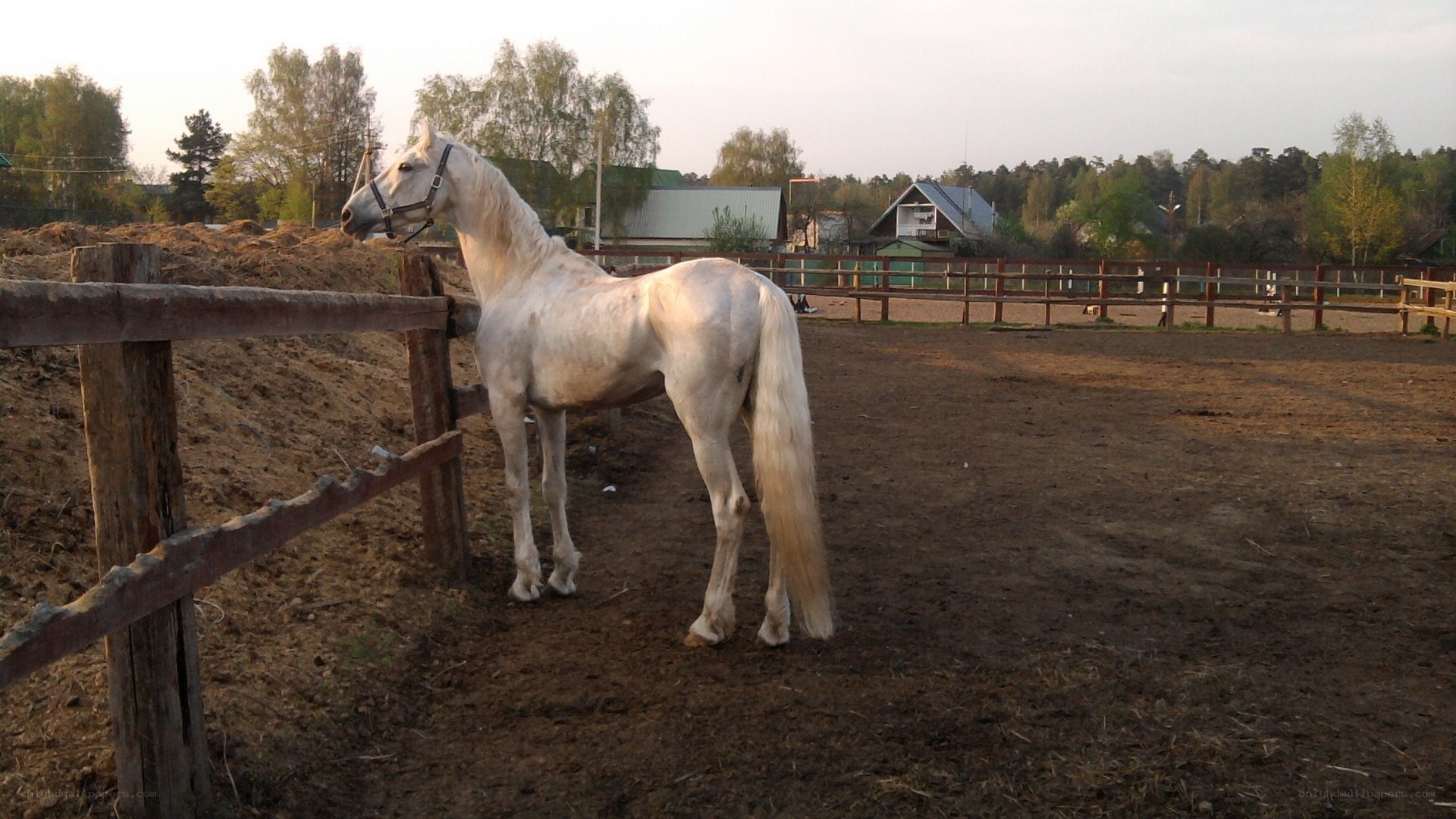 white horse in a paddock