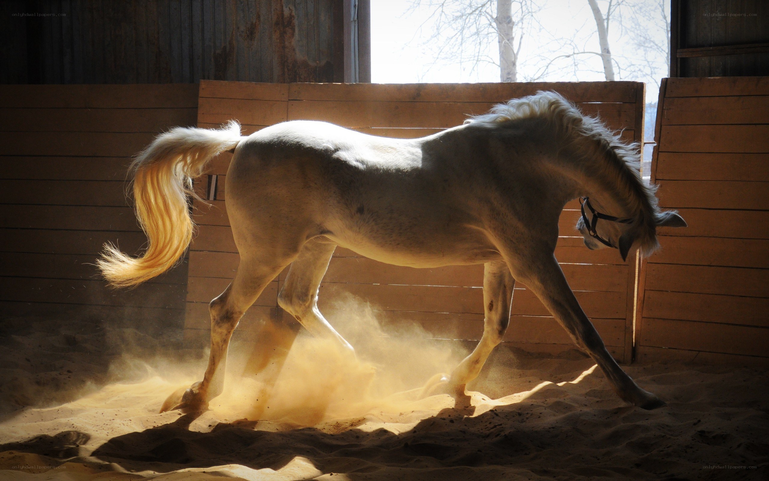 White horse in a stable