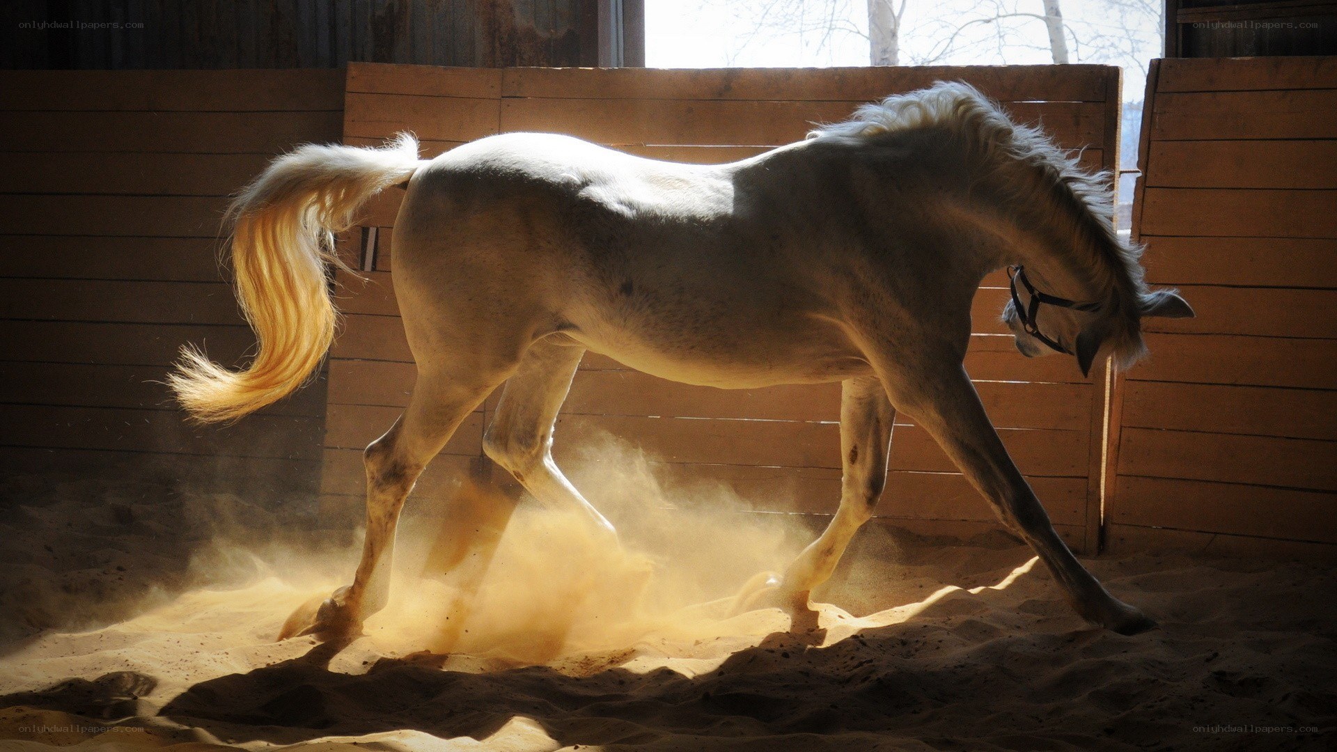 white horse in a stable
