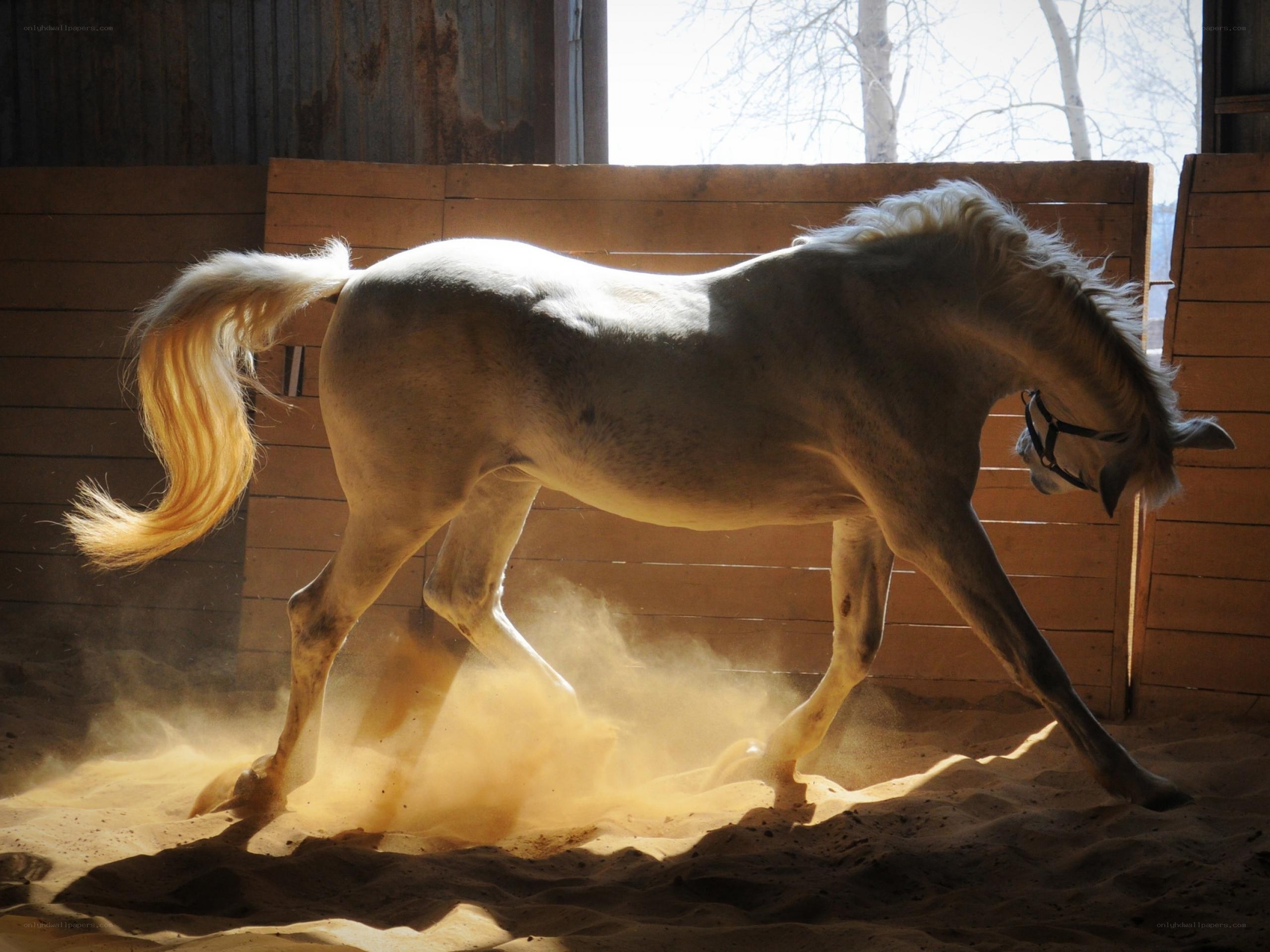 White horse in a stable