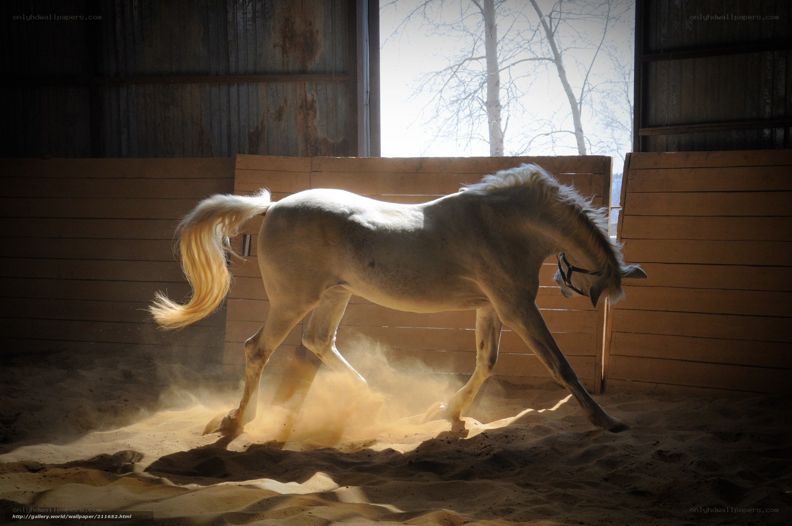 White horse in a stable