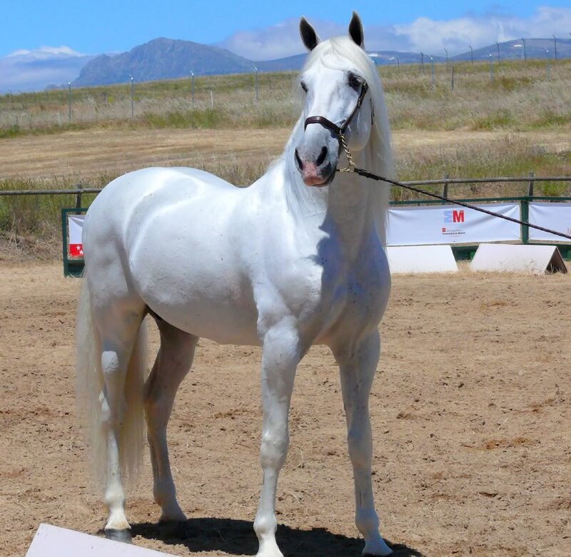 white horse in an arena